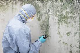 Best Commercial Mold Inspection  in Avalon, CA